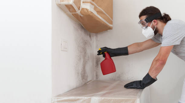 Professional Black Mold Removal technician working in Newton, TX