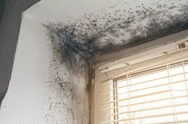 Trusted Black Mold Removal service in Newton, TX - Cheap Mold Removal